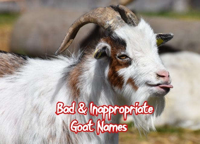 bad & inappropriate goat names