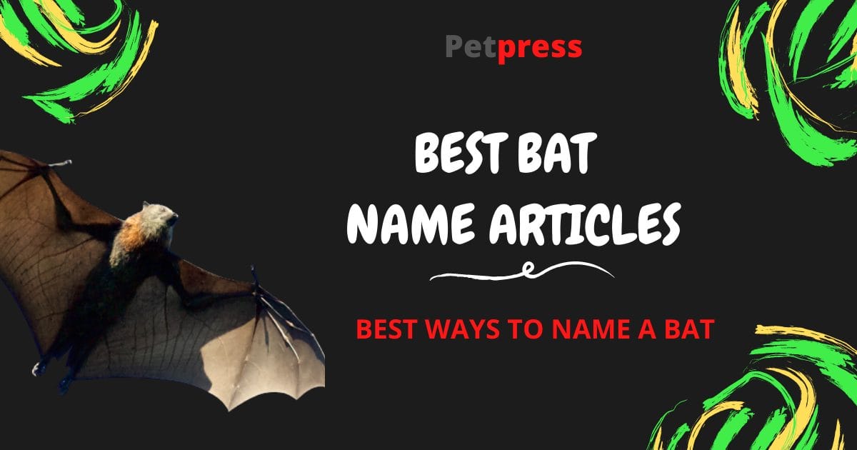 Top 200 Best Names for Pet Bats PetPress