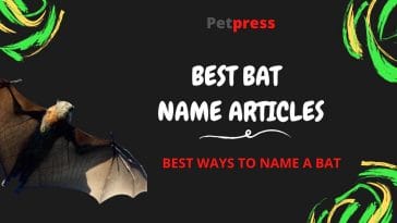 bat-name-articles
