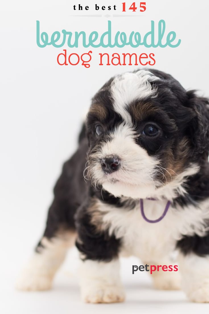 145 Best Bernedoodle Dog Names - Male & Female Name Ideas - PetPress