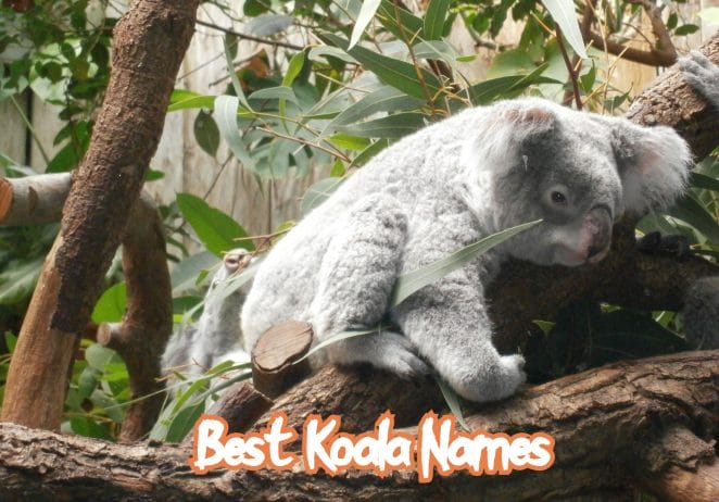 best-koala-names