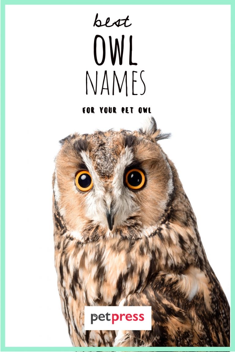 Owl Names The 300 Most Popular Names for Owls PetPress