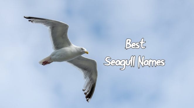 best-seagull-names