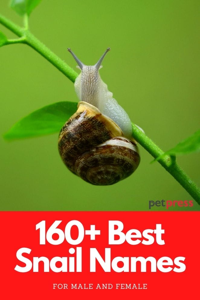 best snail names for naming a pet snail
