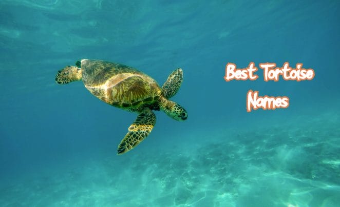 best-tortoise-names