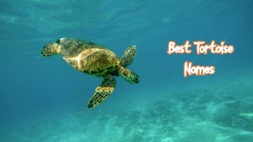 best-tortoise-names