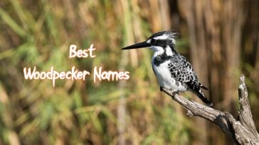 best-wood-pecker-names