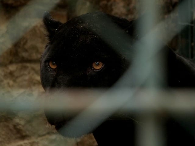 female black panther names