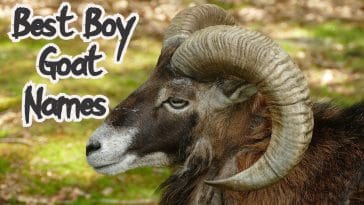 boy goat names for a male goat
