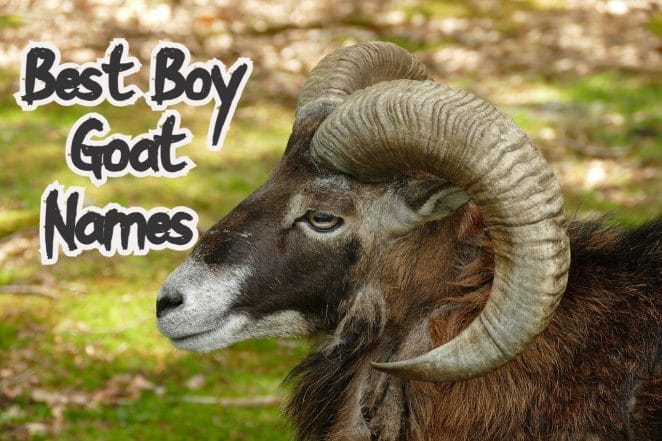 boy goat names for a male goat