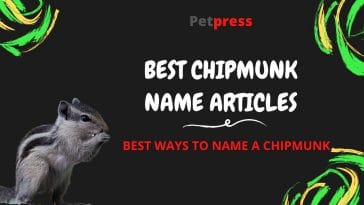 chipmunk-name-articles