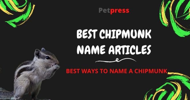 chipmunk-name-articles