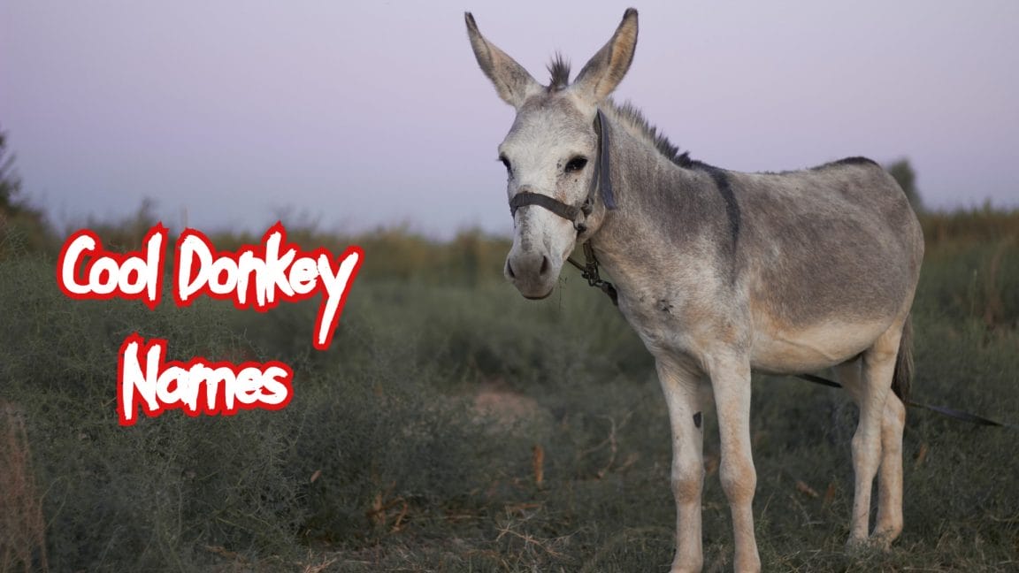 140+ Funny Donkey Names Funny & Cute Names For A Pet Donkey