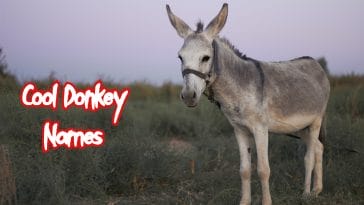 cool-donkey-names