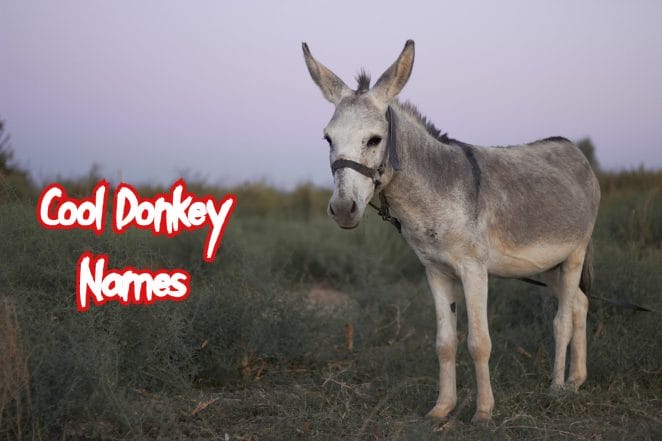 cool-donkey-names