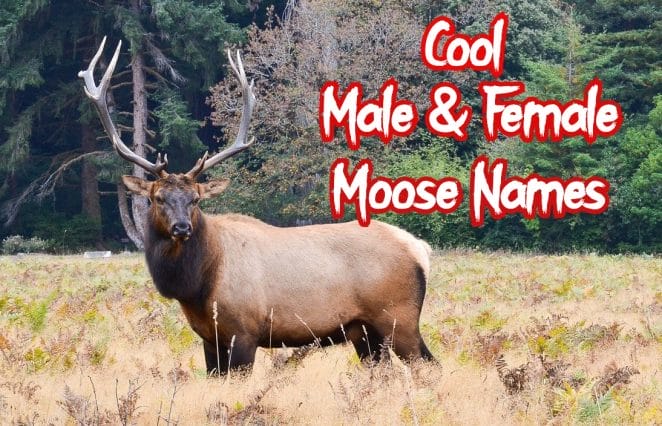 cool-moose-names