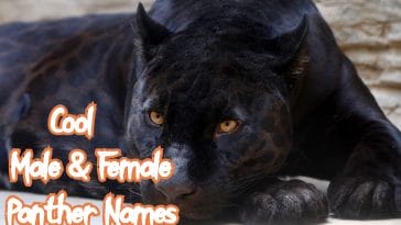 cool-panther-names