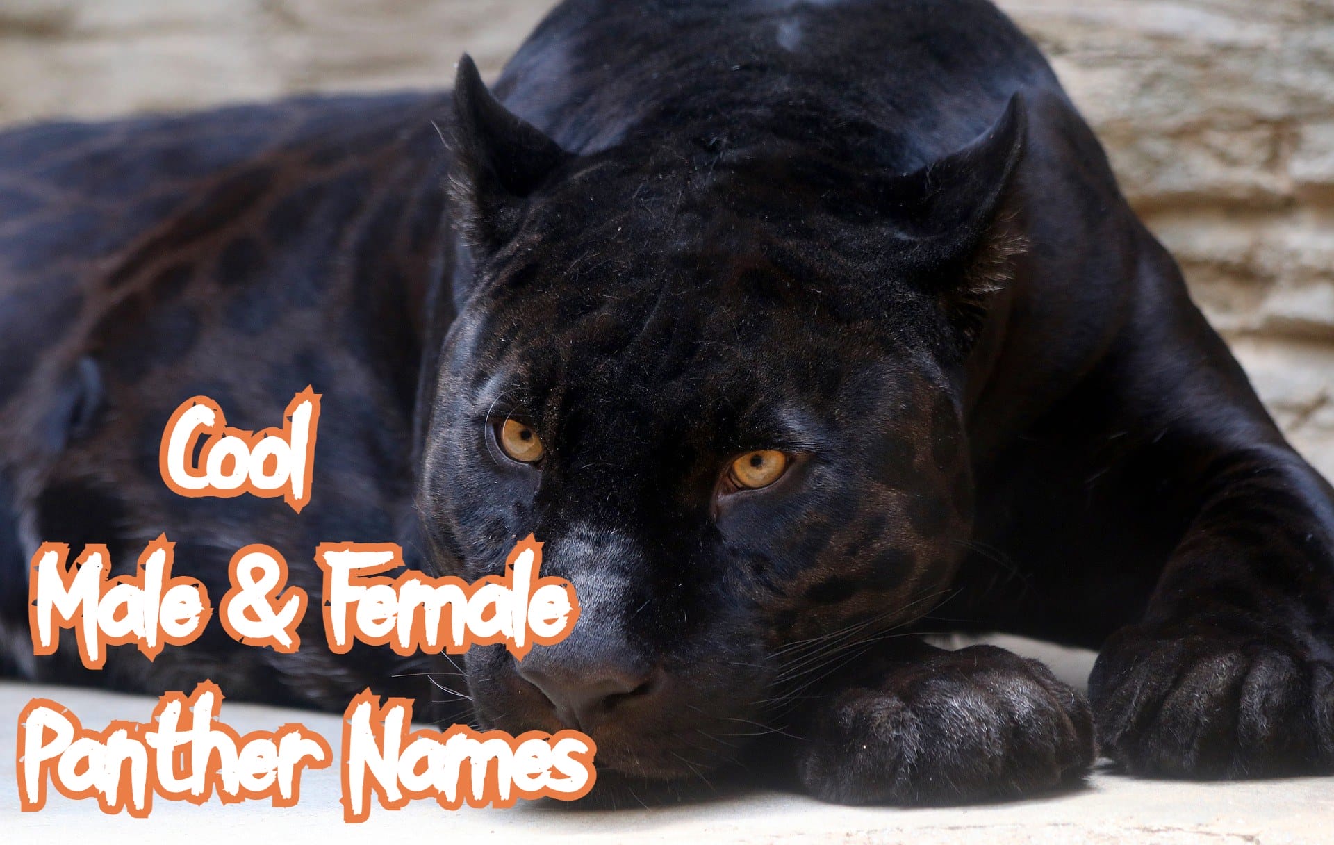 100+ Cool Male And Female Panther Names | PetPress