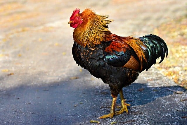 190+ Good Rooster Names - Cute, Cool, & Unique Names For A Rooster