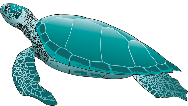 cortoon-tortoise