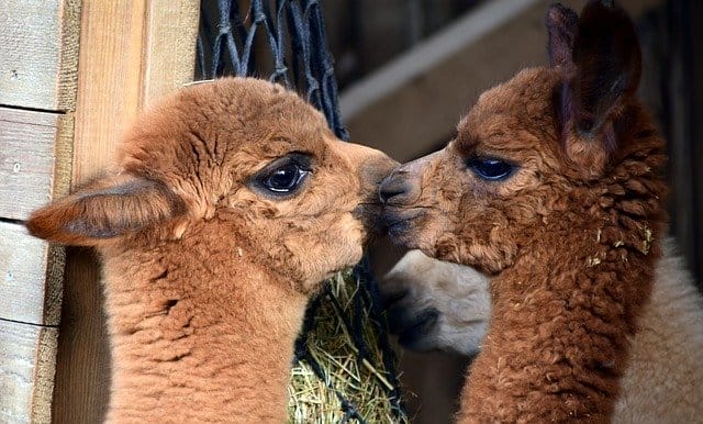 cute-alpaca-names
