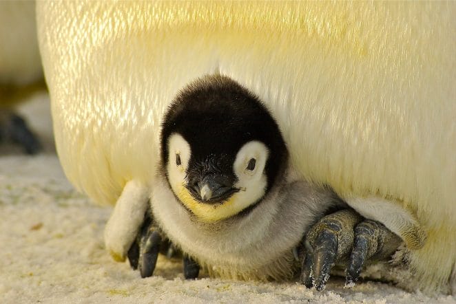 cute penguin names for naming a penguin