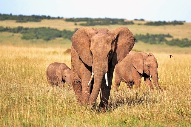 cute-elephant-names