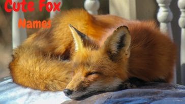 Cute name ideas for a pet fox