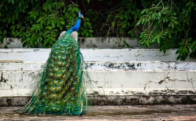 cute-peacock-names