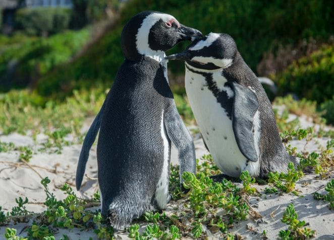 cute-penguin