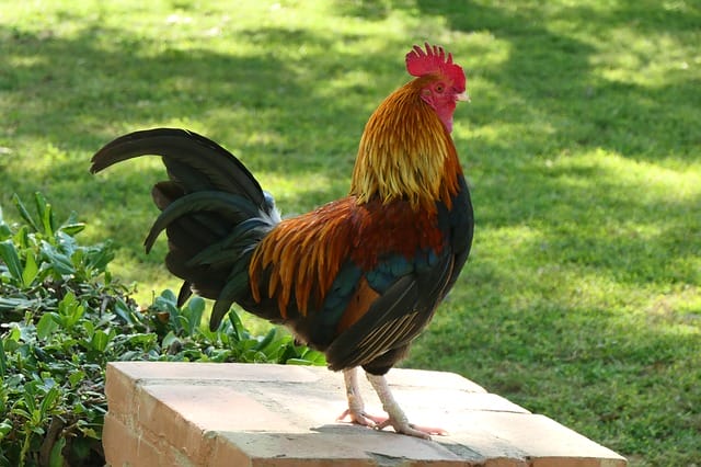 cute-rooster-names