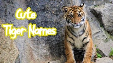 cute-tiger-names