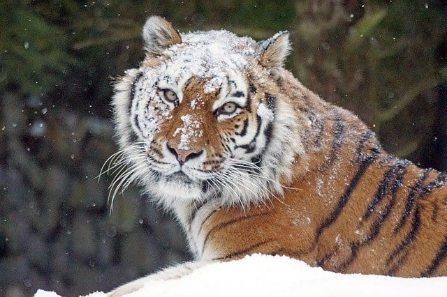 cute-tiger
