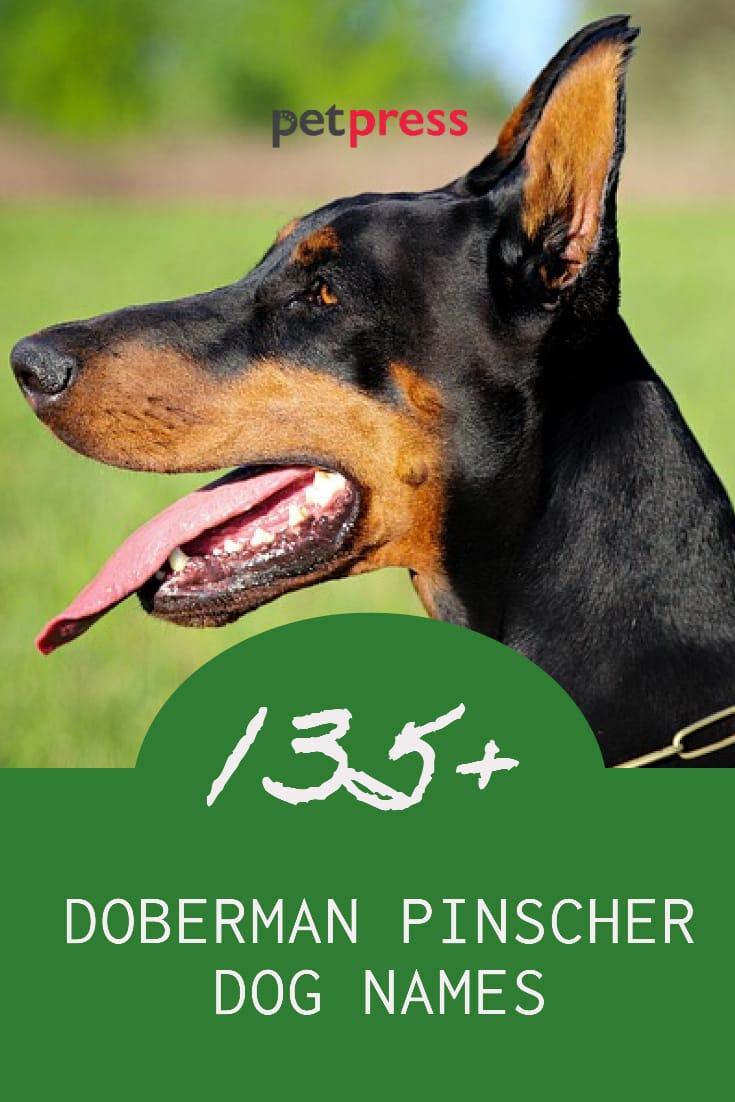 Best 135+ Names for Doberman Pinschers PetPress