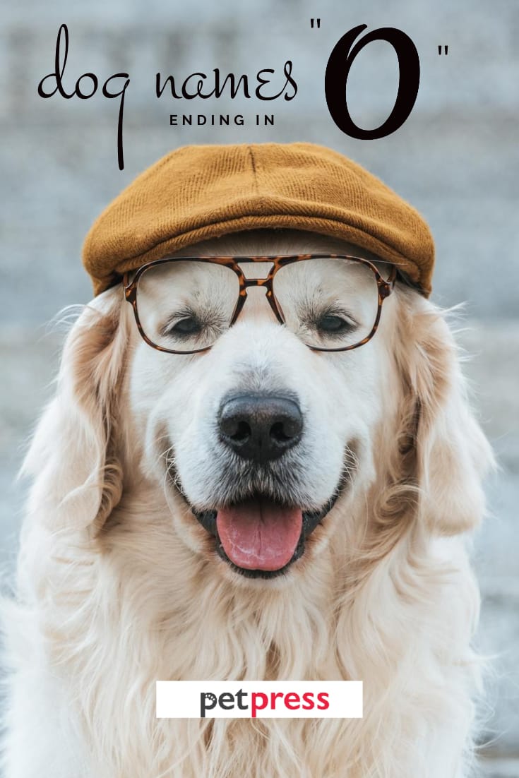 Top 150+ Best Dog Names Ending in "O" PetPress