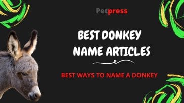 donkey-name-articles