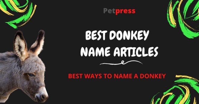 donkey-name-articles