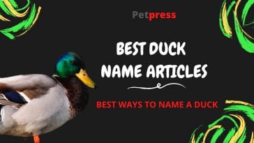 duck-name-articles