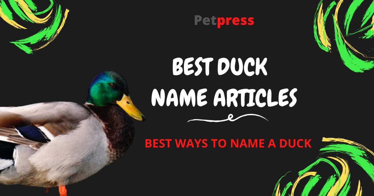Best Duck Names Good Names For A Duck PetPress