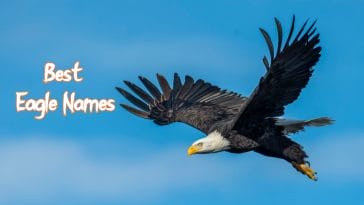 eagle-names