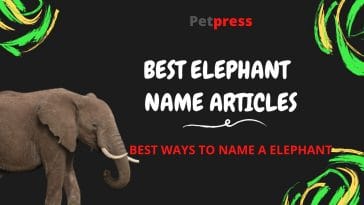 elephant-name-articles