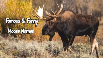 famous-funny-moose-names