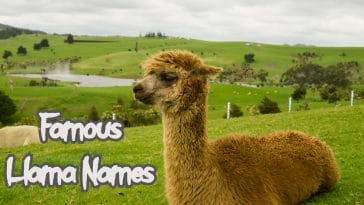 famous-llama-names