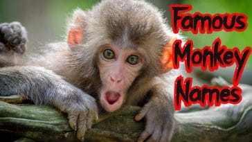 famous-monkey-names