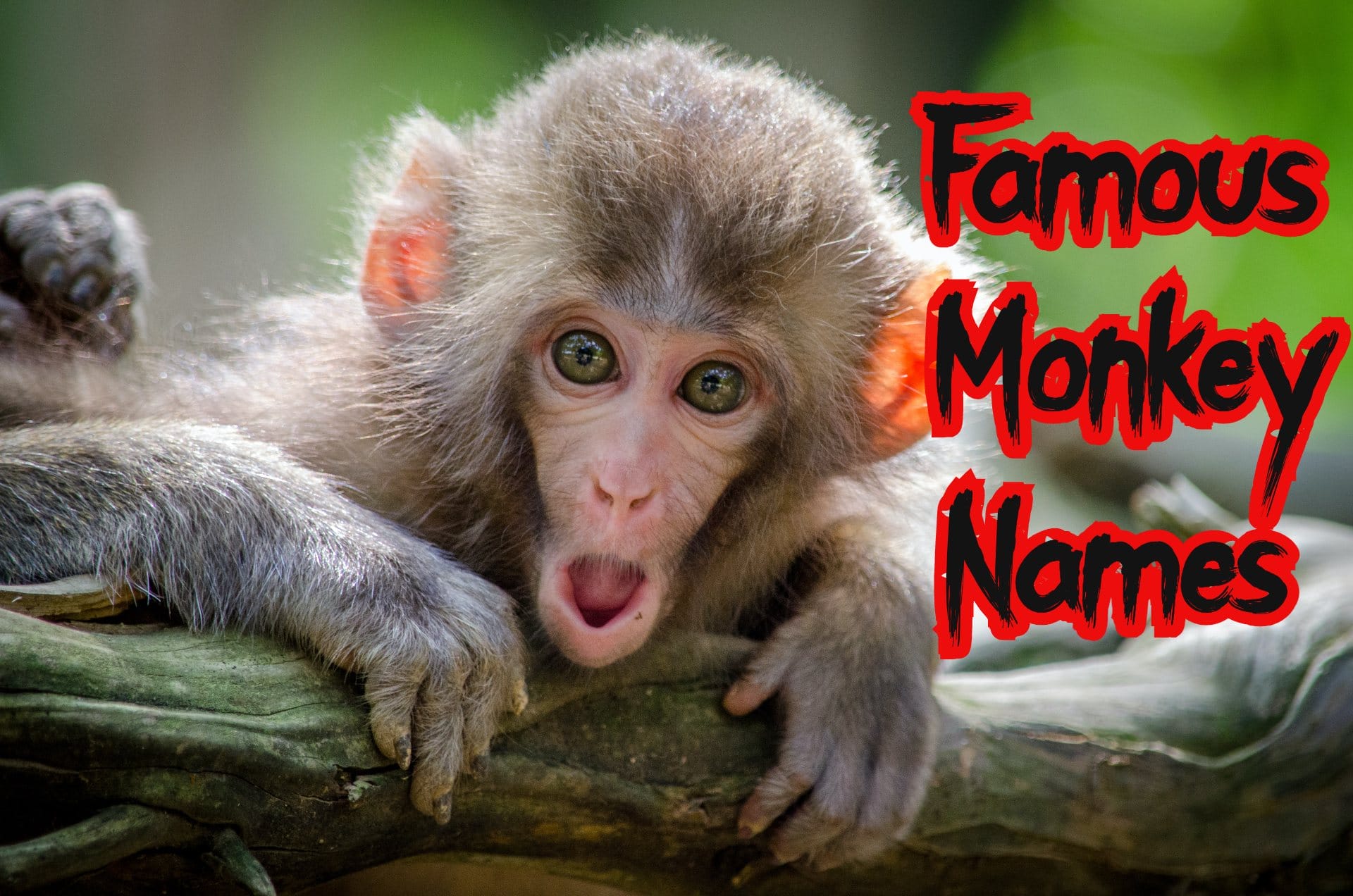 30+ Best Famous Monkey Names That Are Cute & Funny