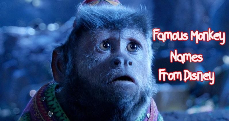 70+ Famous Monkey Names Inspired By Disney Characters - PetPress 70+ Famous Monkey Names Inspired By Disney Characters - PetPress
