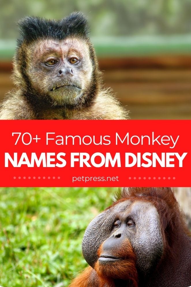 70+ Famous Monkey Names Inspired By Disney Characters - PetPress