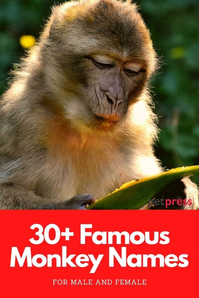 famous monkey names
