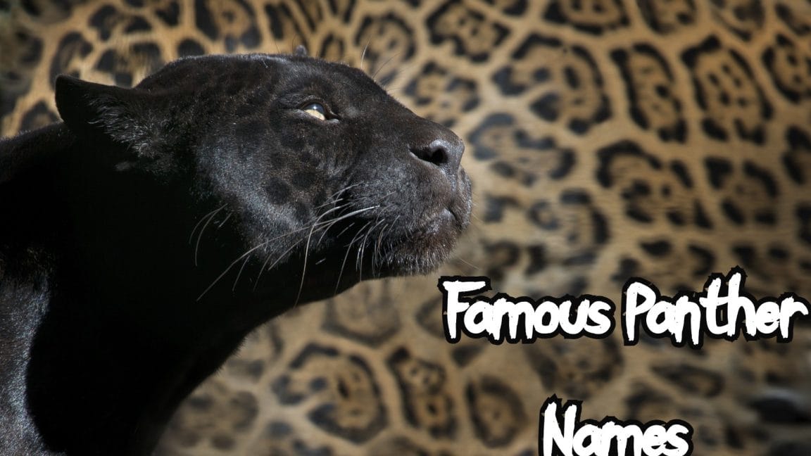 100+ Cool Male And Female Panther Names PetPress