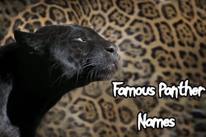 70+ Famous Black Panther Names From Movies | PetPress